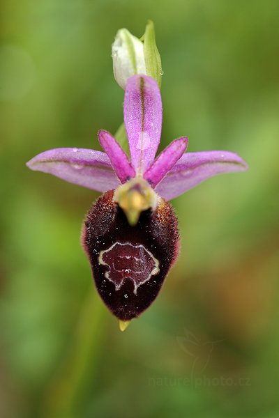 Tořič sp. (kříženec), Ophrys bertolonii + Ophrys biscutella