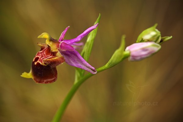 Tořič čmelákovitý apulský (Ophrys apulica)