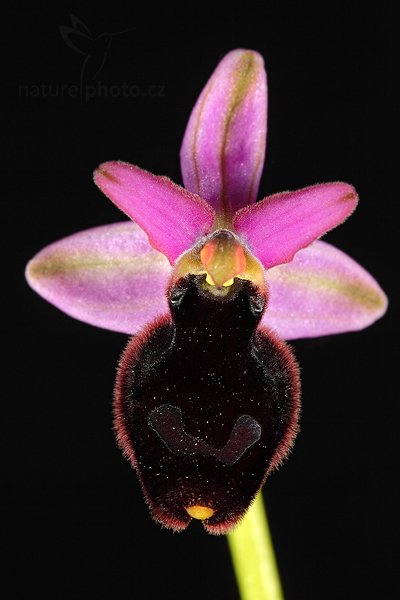 Tořič Bertolonův (Ophrys bertolonii)