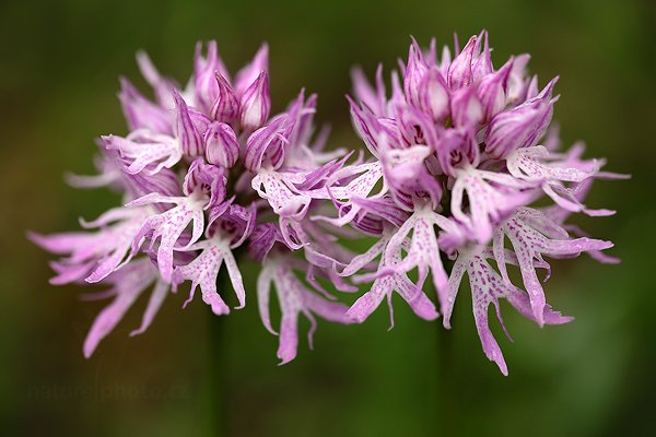 Vstavač italský (Orchis italica)