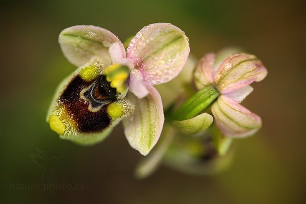 Tořič hnědopyský (Ophrys tenthredinifera)