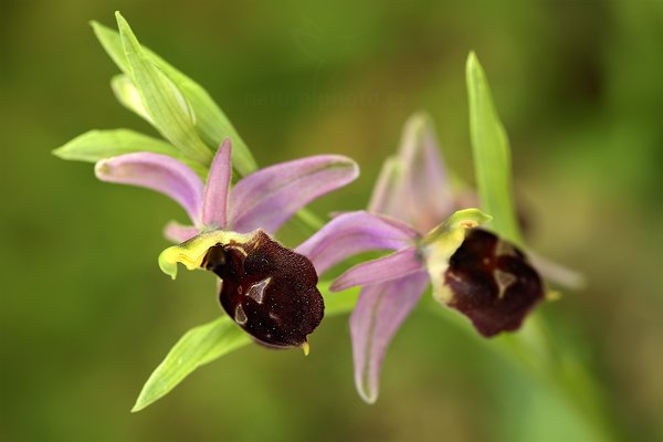 Tořič sršňonosný (Ophrys biscutella)