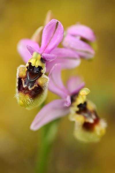 Tořič hnědopyský (Ophrys tenthredinifera)