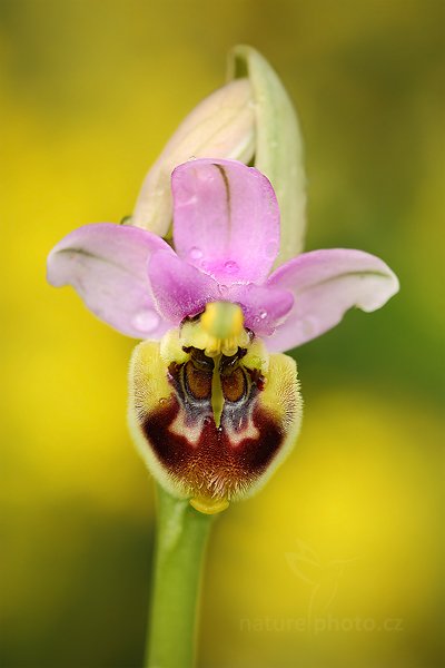 Tořič hnědopyský (Ophrys tenthredinifera)