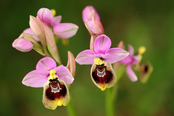 Tořič hnědopyský (Ophrys tenthredinifera)