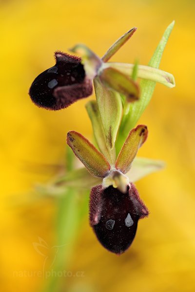Tořič promotórův (Ophrys promontorii), Tořič promotórův Ophrys promontorii (t. podhorský)