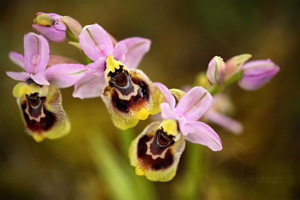 Tořič hnědopyský (Ophrys tenthredinifera)