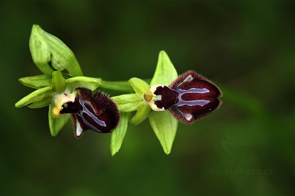 Tořič tmavý pravý (Ophrys incubacea)