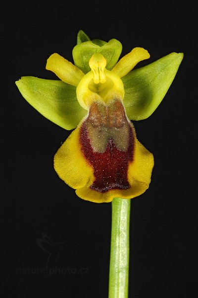 Tořič žlutý (Ophrys lutea) 