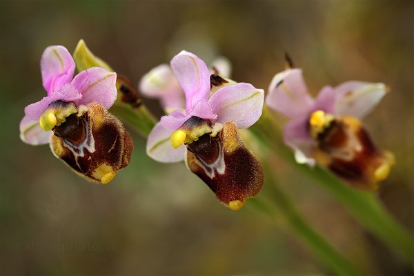 Tořič hnědopyský (Ophrys tenthredinifera)