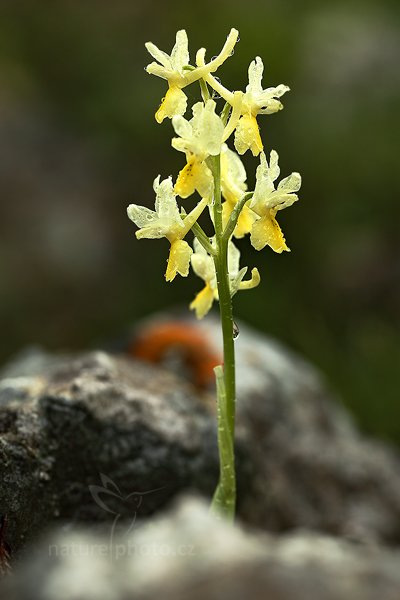 Vstavač chudokvětý (Orchis pauciflora)