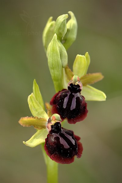 Tořič velikonoční gargánský (Ophrys garganica)