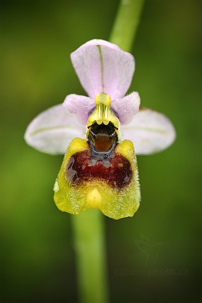 Tořič hnědopyský (Ophrys tenthredinifera)