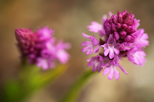 Rudohlávek jehlancovitý (Anacamptis pyramidalis)