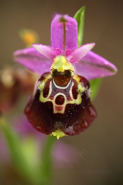 Tořič čmelákovitý apulský (Ophrys apulica)