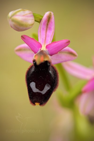 Tořič Bertolonův (Ophrys bertolonii)