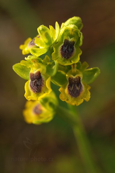 Tořič žlutý (Ophrys lutea) 