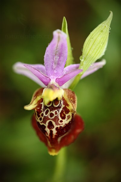 Tořič čmelákovitý apulský (Ophrys apulica)