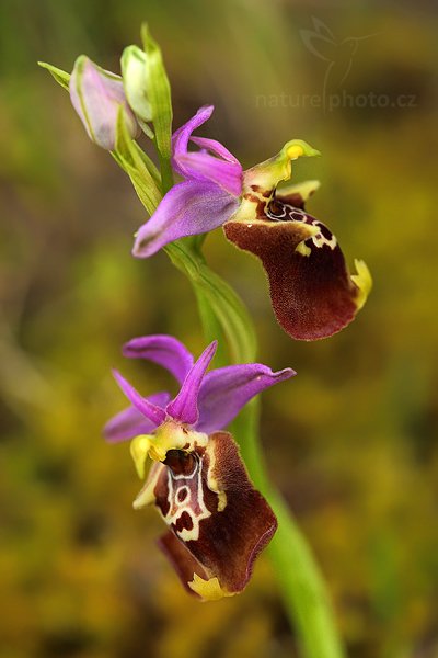 Tořič čmelákovitý apulský (Ophrys apulica)