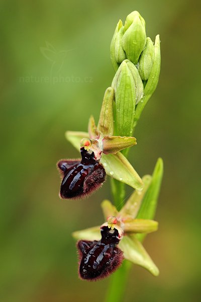 Tořič tmavý pravý (Ophrys incubacea)