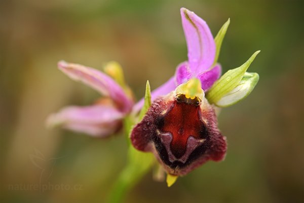 Tořič sršňonosný (Ophrys biscutella  labellum)