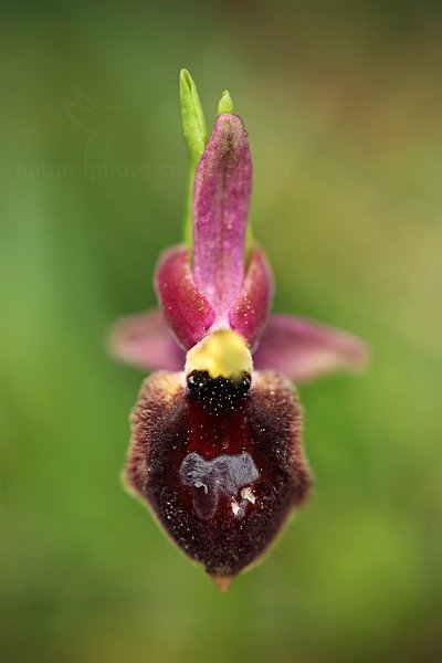 Tořič sp. (kříženec), Ophrys bertolonii + Ophrys biscutella