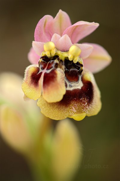 Tořič hnědopyský (Ophrys tenthredinifera)