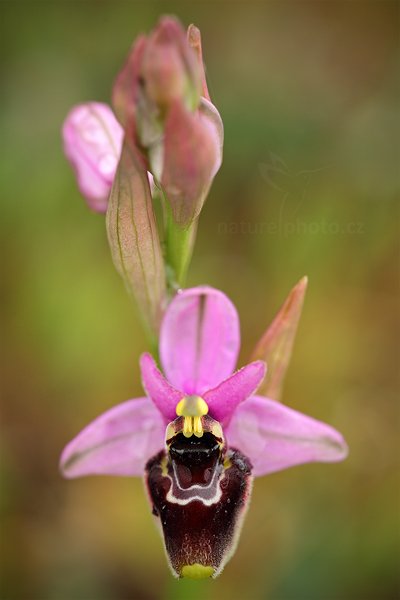 Tořič sp. (kříženec), Ophrys tenthredinifera+Ophrys bertolonii