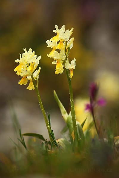 Vstavač chudokvětý (Orchis pauciflora)