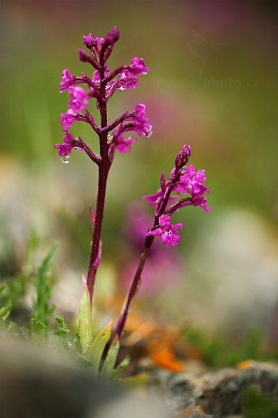 Vstavač čtyřskvrnný (Orchis quadripunctata)