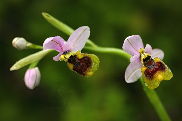 Tořič hnědopyský (Ophrys tenthredinifera)