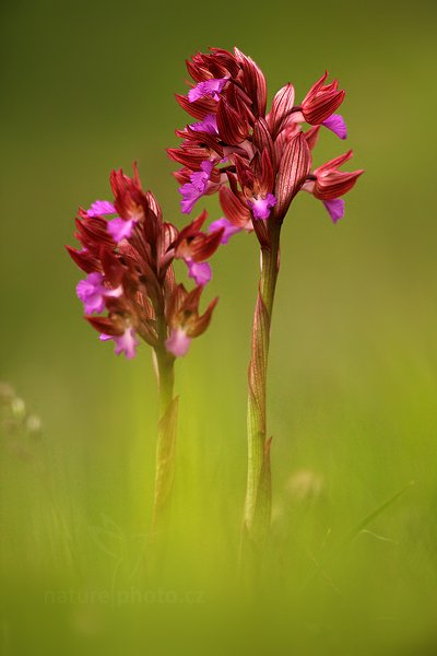 Vstavač motýlovitý (Orchis papilionacea)