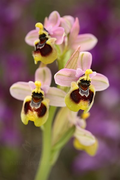 Tořič hnědopyský (Ophrys tenthredinifera)