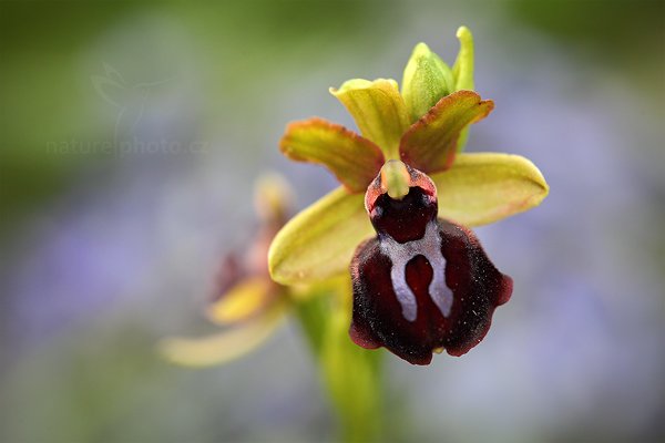 Tořič velikonoční gargánský (Ophrys garganica)