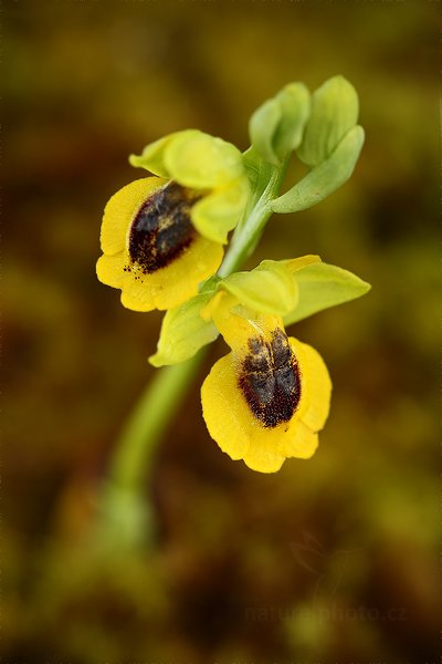 Tořič žlutý (Ophrys lutea)
