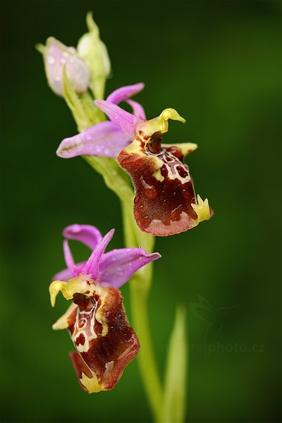 Tořič čmelákovitý apulský (Ophrys apulica)