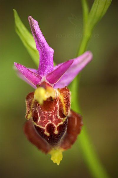 Tořič čmelákovitý apulský (Ophrys apulica)