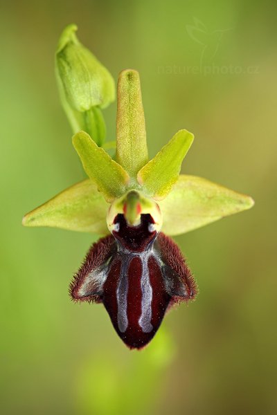 Tořič tmavý pravý (Ophrys incubacea)