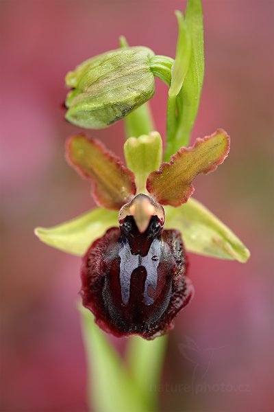 Tořič velikonoční gargánský (Ophrys garganica)