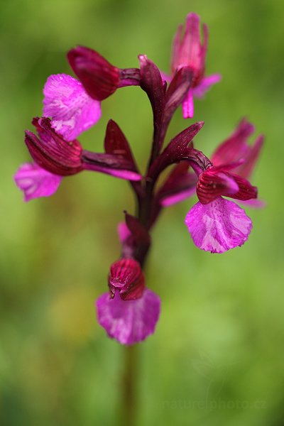 Vstavač Genairův (Orchis genarii)