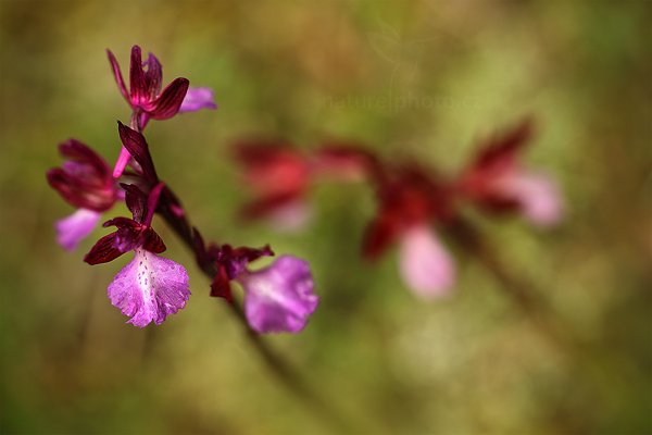 Vstavač Genairův (Orchis genarii)