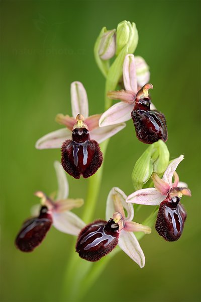 Tořič sipontský (Ophrys sipontensis) 