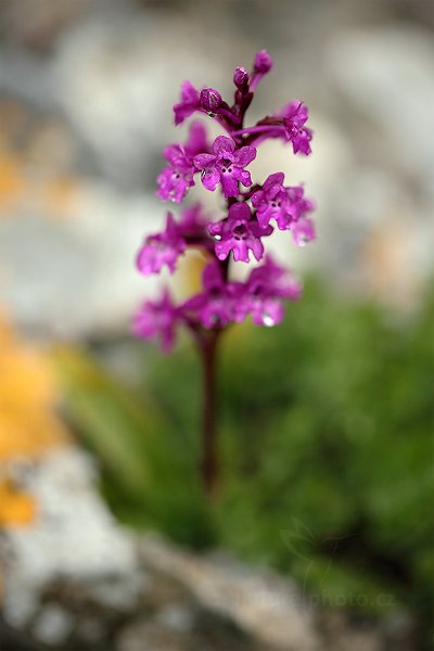 Vstavač čtyřskvrnný (Orchis quadripunctata)