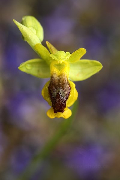 Tořič žlutý (Ophrys lutea)