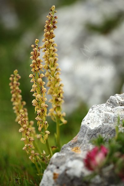 Aceras panenka (Aceras antropophorum)