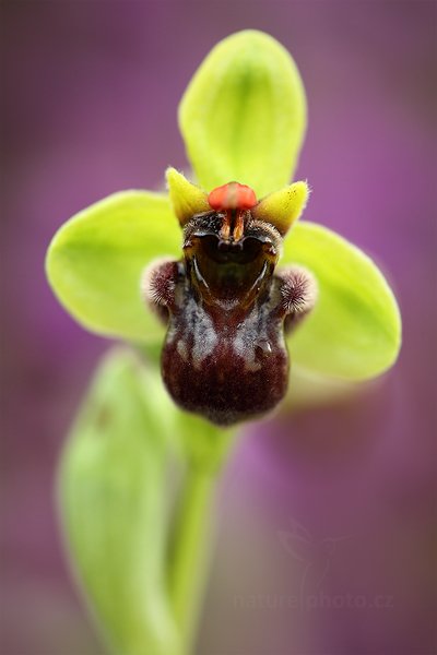 Tořič trubcovitý (Ophrys bombyliflora)