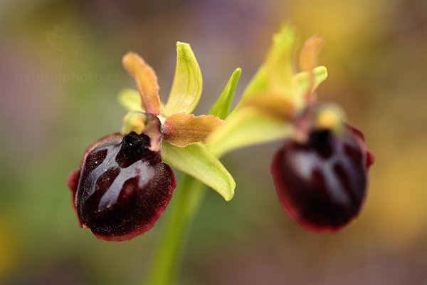 Tořič velikonoční gargánský (Ophrys garganica)