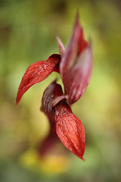 Serápie nachová (Serapias vomeracea)