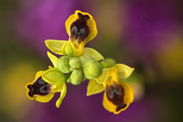 Tořič žlutý (Ophrys lutea)