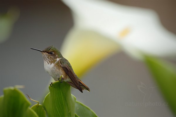 Kolibřík vulkánový (Selasphorus flammula), Kolibřík vulkánový (Selasphorus flammula) Volcano Hummingbird,  Autor: Ondřej Prosický | NaturePhoto.cz, Model: Canon EOS 7D, Objektiv: Canon EF 500mm f/4 L IS USM, Ohnisková vzdálenost (EQ35mm): 800 mm, stativ Gitzo, Clona: 5.6, Doba expozice: 1/1250 s, ISO: 320, Kompenzace expozice: -2/3, Blesk: Ano, Vytvořeno: 12. prosince 2010 10:55:22, Savegre (Kostarika) 